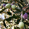 Thumbnail for version as of 05:47, 7 November 2007