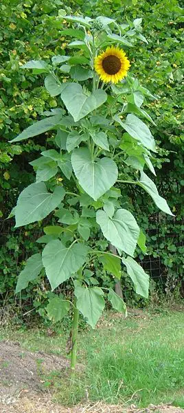 File:Sunflower DSC01056.jpg