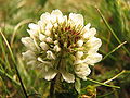 Thumbnail for version as of 05:55, 11 December 2007