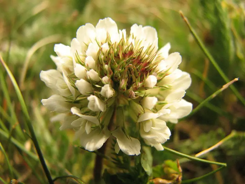File:Trifolium repens2.jpg