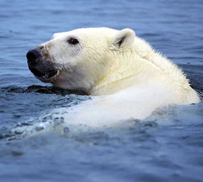 File:Ursus maritimus 4 1996-08-04.jpg
