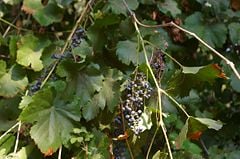 Vitis californica with fruit