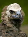 Thumbnail for version as of 00:58, 30 May 2008