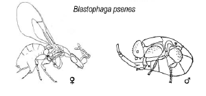 Blastophaga psenes2.png