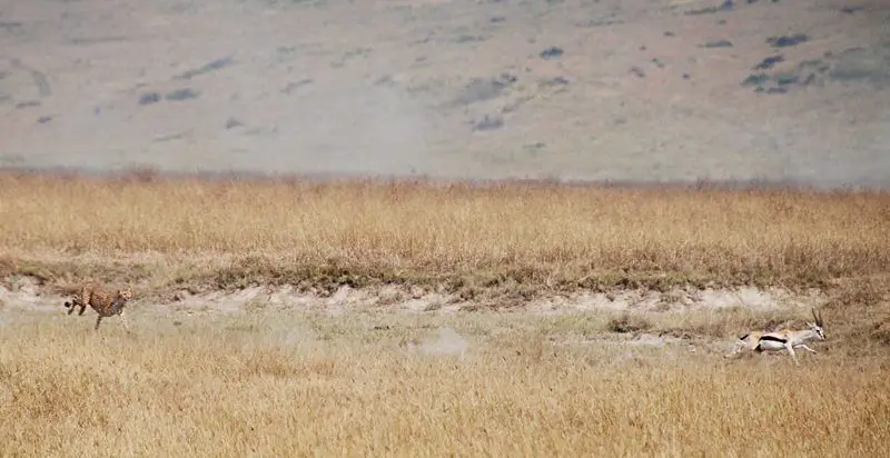 File:Cheetah chasing Thompsons gazelle.jpg