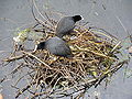 Thumbnail for version as of 17:21, 22 January 2009