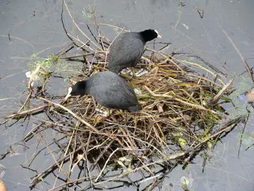 Coot - New World Encyclopedia