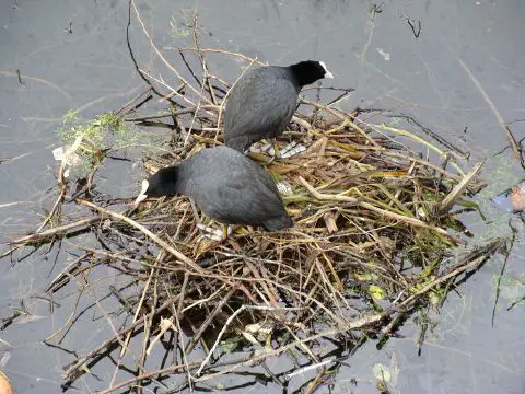 Coot - New World Encyclopedia