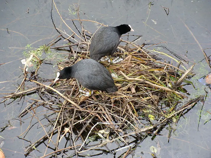 File:Coot-nest-786.JPG