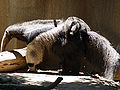 Thumbnail for version as of 17:19, 31 December 2008