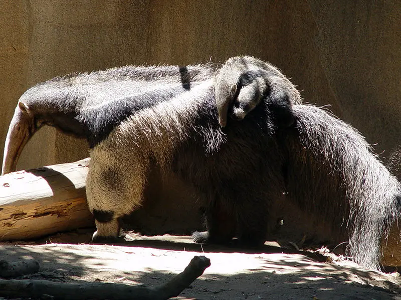 File:Giant Anteater with child.jpg