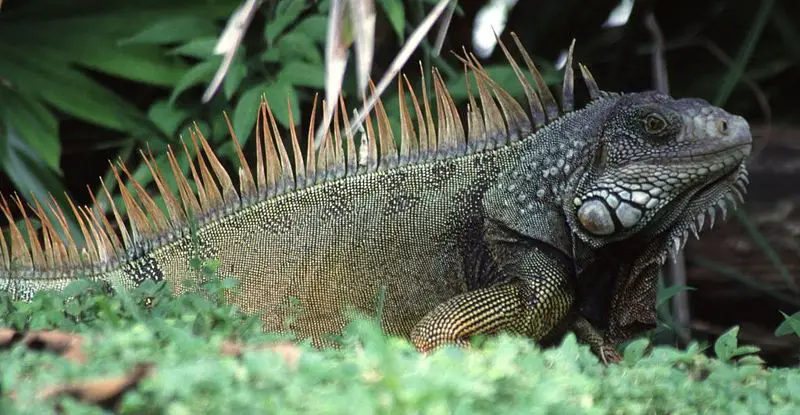 File:Iguana iguana.jpg