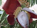 Thumbnail for version as of 04:57, 16 December 2007