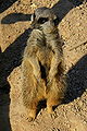 Thumbnail for version as of 01:47, 9 December 2008