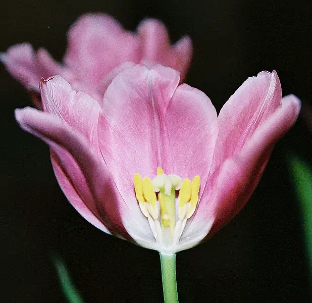 File:Tulip01.jpg