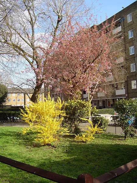 File:Urban spring blooms.jpg