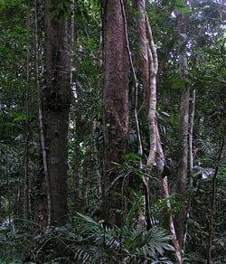 Rainforest - New World Encyclopedia