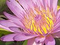 Thumbnail for version as of 20:45, 2 May 2006