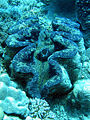 Thumbnail for version as of 02:20, 10 February 2007