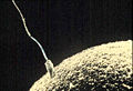 Thumbnail for version as of 00:45, 22 August 2006