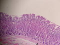Thumbnail for version as of 01:49, 15 July 2007