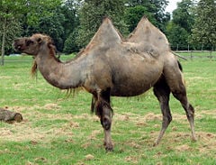 Bactrian Camel, Camelus bactrianus