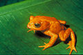 Thumbnail for version as of 15:34, 27 February 2006