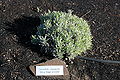 Thumbnail for version as of 00:13, 6 August 2007