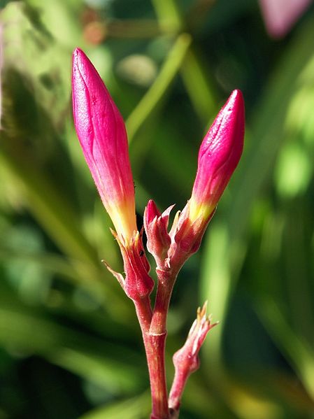 File:Oleander June 2007-1.jpg