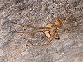 Thumbnail for version as of 23:12, 11 January 2007