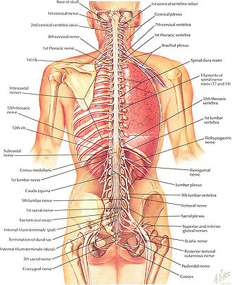 Spine 2 lg.jpg