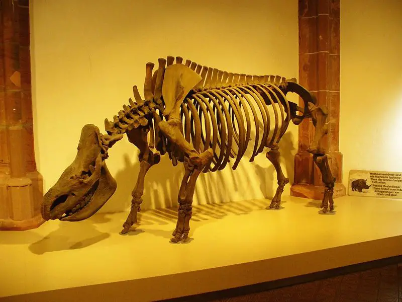 File:Woolly Rhino Skeleton.jpg