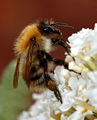 Thumbnail for version as of 14:48, 28 June 2006
