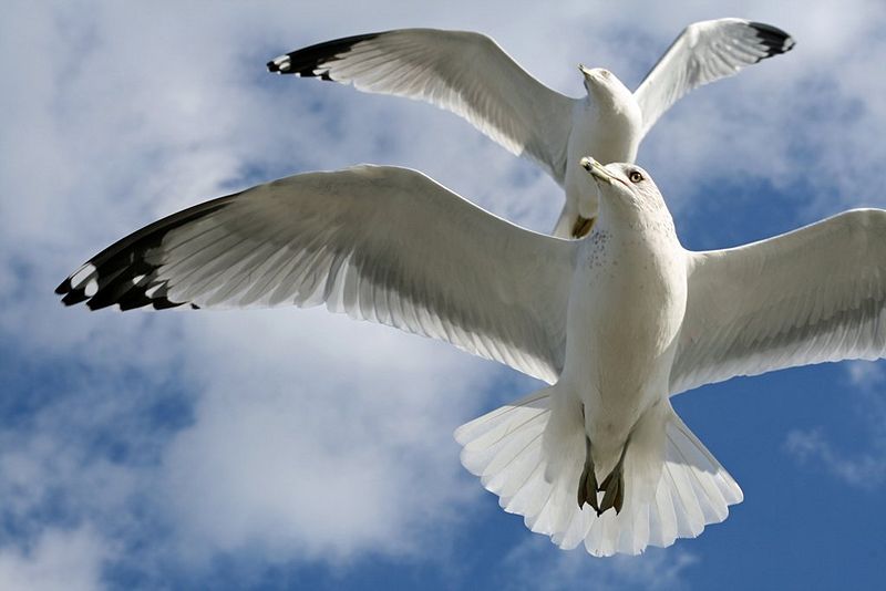 File:Chesapeake Bay gulls soaring.jpg