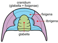 Thumbnail for version as of 19:43, 25 November 2006