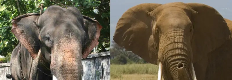 File:African-Asian-Ears.png