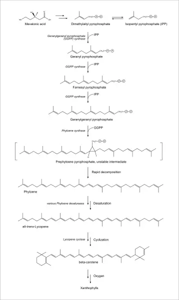 File:Carotenoid synthetic pathway.svg