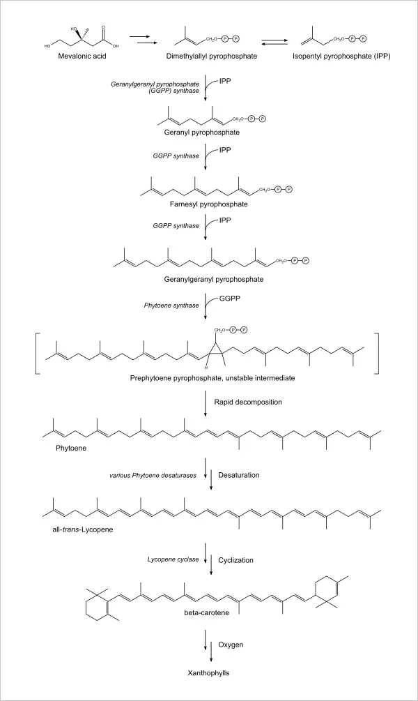 Lycopene New World Encyclopedia