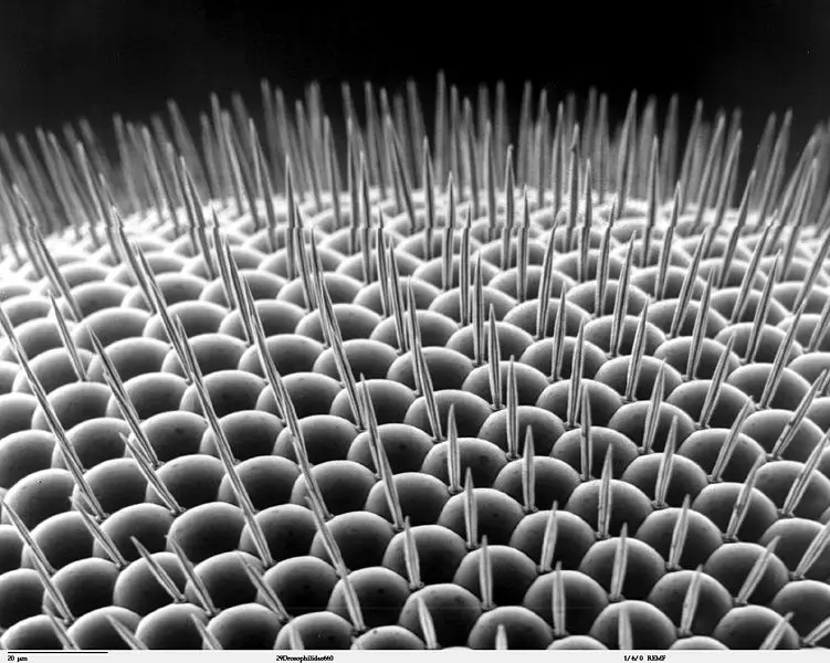 File:Drosophilidae compound eye .jpg