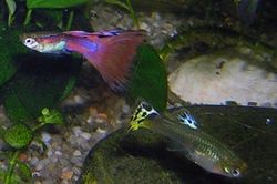 Male (left) and female (right) guppies