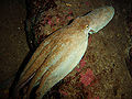 Thumbnail for version as of 00:40, 23 January 2007