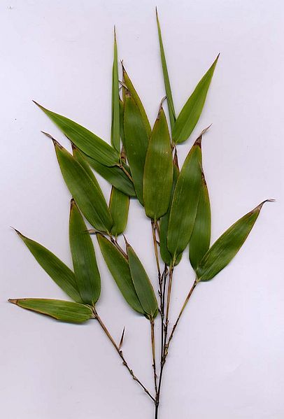File:Phyllostachys nigra folium.jpg