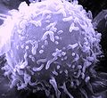 Thumbnail for version as of 00:22, 6 May 2007