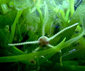 Thumbnail for version as of 23:04, 3 December 2006