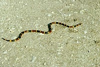 Coral snake.jpg