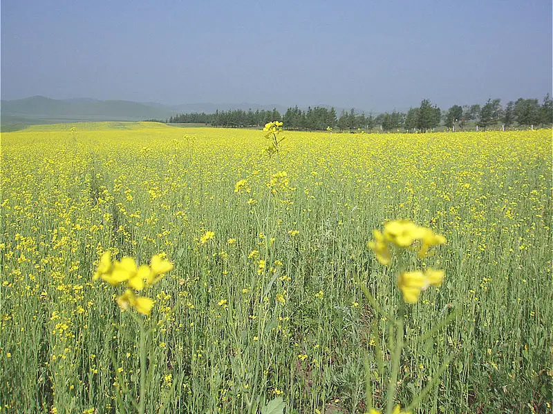 File:Saihanba5.jpg