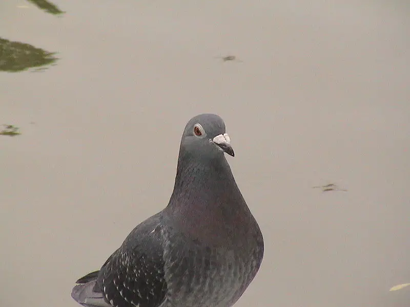 File:20020719041630 - Pigeon.jpg