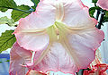 Thumbnail for version as of 17:22, 26 May 2008