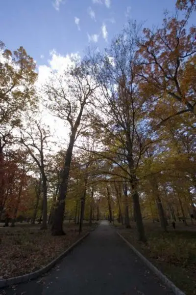 File:Drewtrees.jpg