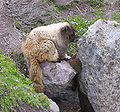 Thumbnail for version as of 20:21, 10 May 2008